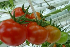 Люмінесцентна плівка збільшила врожай томатів 