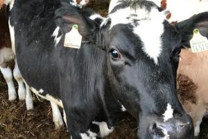 На Одещині з вогню врятували 24 корови