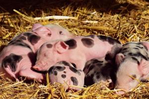 На Львівщині розводитимуть свиней данської генетики