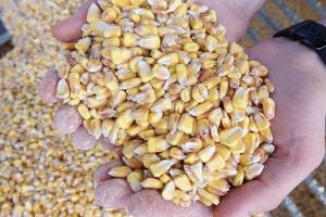 Експорт зернових з України зріс на 40%