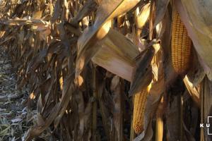 В США зафіксували найповільніший збір кукурудзи за останні 10 років