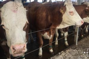 На Житомирщині запустять проект зі створення сімейних молочних ферм