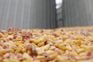 В Україні прогнозують збільшення виробництва кукурудзи