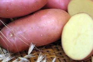 У США розробляють новий сорт картоплі з поліпшеними якостями