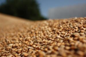 Експорт зерна з України зріс на 38%