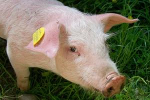 В Україні розпочалося сезонне подорожчання живця свиней