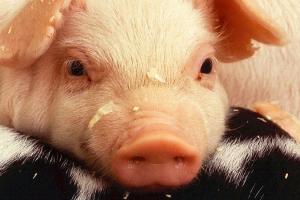 Спалах АЧС на Львівщині спричинив суттєве скорочення поголів'я свиней 