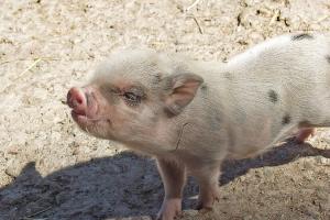 Свинарям Нідерландів платитимуть за зменшення ферм