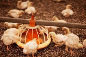 Україна зможе експортувати м'ясо птиці до Ефіопії