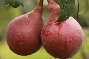 Представлені перспективні сорти яблук і груш німецької селекції для України