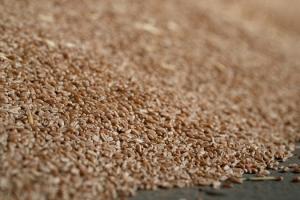 Пшениця почала дешевшати після зростання цін