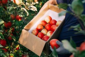 В Україні очікується зростання ціни на яблука