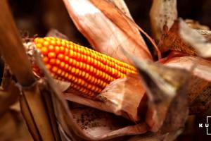 В США продовжується збір врожаю кукурудзи — USDA