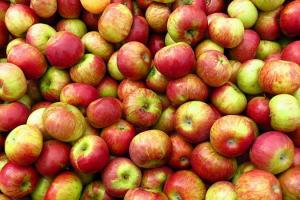 Виробники очікують відкриття ринку збуту яблук Індії