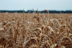 Ціни на пшеницю відновили падіння на світових біржах