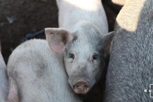 Третій тиждень поспіль в Україні дорожчає живець свиней