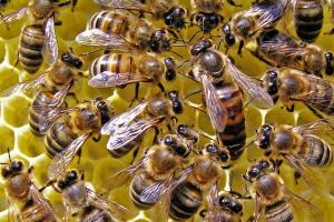 Повернення коштів за бджоломаток та рибопосадковий матеріал запрацює на Львівщині