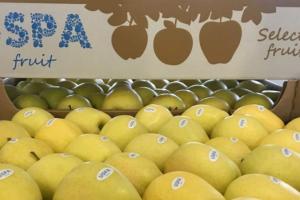Українська компанія експортувала першу партію яблук нового врожаю до Дубаю
