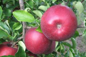 Херсонський фермер заклав сад елітних сортів яблук