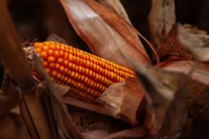 Запаси кукурудзи в Україні знизяться — USDA