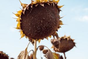 Україна зібрала найбільший урожай соняшнику за 4 сезони