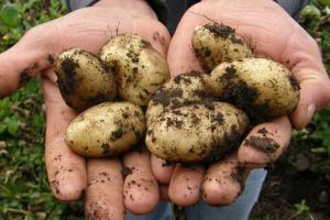 Науковці випробували ГМ-картоплю зі стійкістю до фітофторозу
