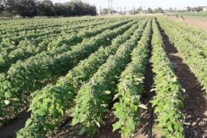 Рентабельність вирощування кунжуту в Україні складає 700% — експерт