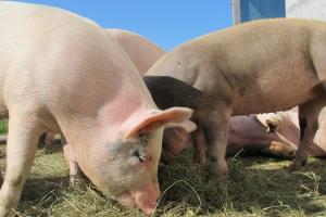 Ціна живця свиней почала знижуватись після тритижневого зростання