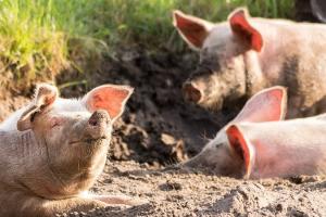 В Україні зросли обсяги забою свиней на 6%