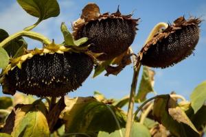 Посіви соняшнику в Україні збільшаться — думка