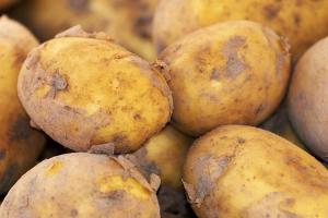 У Європі прогнозують подорожчання картоплі 