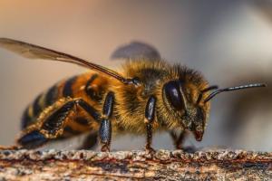Бджолярам надсилатимуть SMS про загрозу життю бджіл