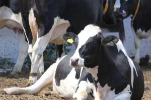 Україна скоротила виробництво молока майже на 4%