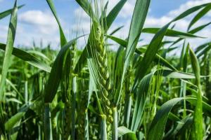 В Україні розроблять закон про агрохімікати, що відповідатиме нормам ЄС