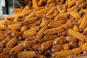 На Миколаївщині затримали викрадачів зерна кукурудзи