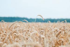 Україна експортувала пшениці на $3,3 млрд