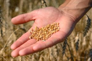 Повідомили, коли зростуть ціни на пшеницю із Чорноморського регіону