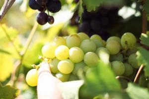 Україна оновила рекорд з імпорту фруктів, які можуть вирощувати вітчизняні фермери