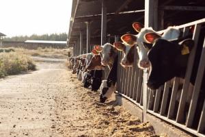 На сімейній фермі з Франківщини корів перевели на холодове утримання