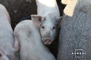 На Луганщині працює єдиний племзавод із вирощування свиней полтавської м'ясної породи