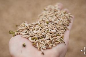 На Філіппінах схвалили ГМО рис