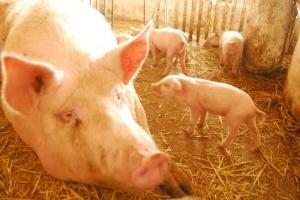 Ціна на свинину може сягнути 250 грн через дефіцит у 2020 році