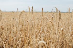 Експорт зернових з України досяг майже 32 млн тонн