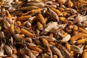 Експерти USDA збільшили прогноз виробництва кукурудзи в США