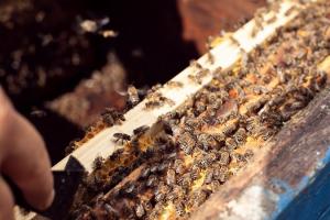 ЄС заборонив пестицид компанії Bayer за його шкоду бджолам