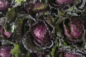 У Франції будуть вирощувати забутий сорт зелено-фіолетової капусти
