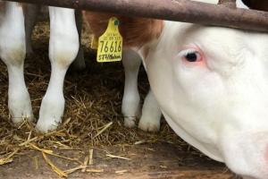 У Нідерландах 4378 ферм використовують роботів для доїння корів