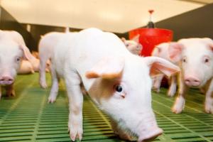 В Європі знизились ціни на свиней забійних кондицій