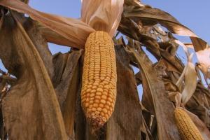 В США понад 90% площ кукурудзи засіяно ГМ-насінням
