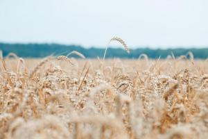  Українська пшениця подорожчала через наміри Росії ввести квоту